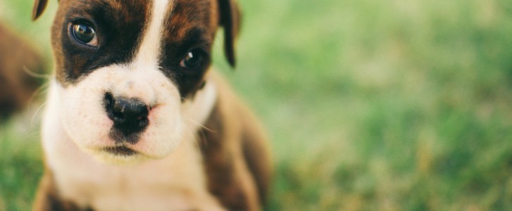 Puppy sitting on grass